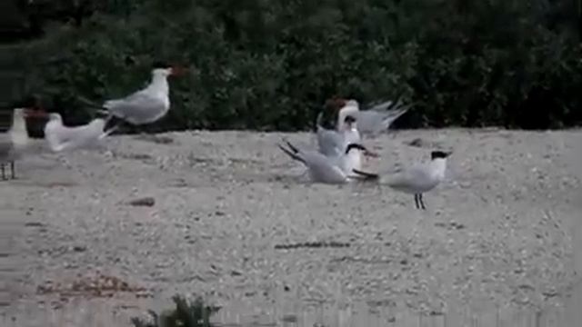 Крячки каспійські смотреть онлайн