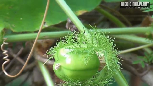 Passiflora foetida смотреть онлайн