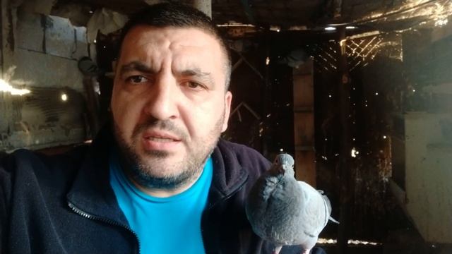 голуби - как выкормить птенца голубя смотреть онлайн