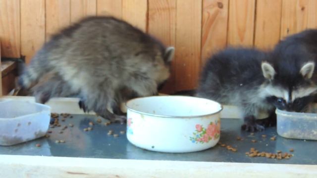 Енот полоскун + 37529 815-02-67 смотреть онлайн