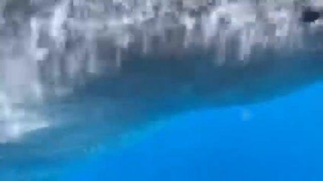 #Акула китовая.Мексика.июль 2021 смотреть онлайн