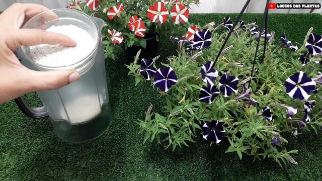 MUITAS FLORES! Use APENAS 1 COLHER deste FERTILIZANTE CASEIRO para PLANTA e terá uma GRANDE FLORAÇÃ смотреть онлайн