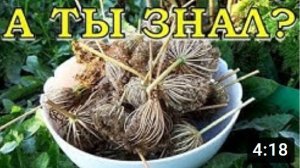 Как вырастить семена МОРКОВИ? ПОШАГОВО???