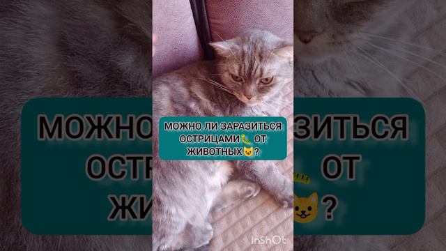 Можно ли заразиться омтрицами от животных? #острицы #глисты смотреть онлайн