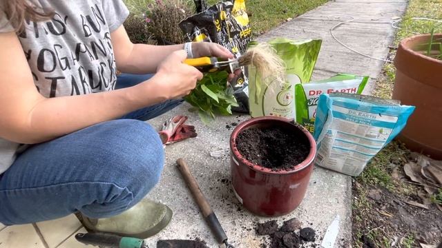 Moving Habanero Plant From AeroGarden To Outdoor Container ? #aerogarden #habanero #container