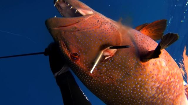 EVERY CORAL TROUT SPECIES IN THE WORLD - Spearfishing Fish In Focus