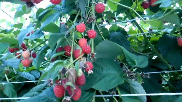 Odmiana maliny Enrosadira смотреть онлайн