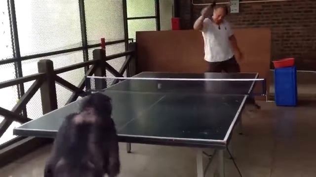 Научиться играть в настольный теннис легко смотреть онлайн