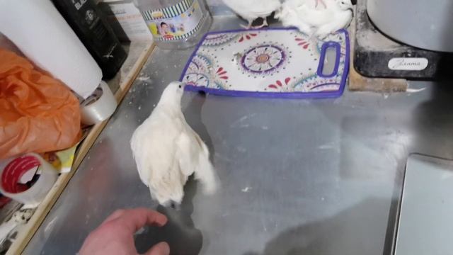 Как определить пол у перепелов! Для тех кто ещё не в курсе))) смотреть онлайн