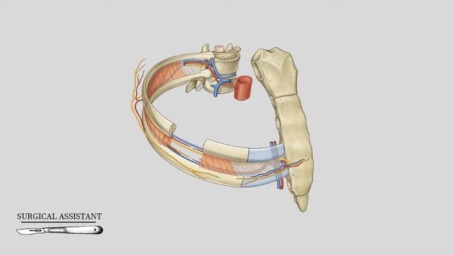 Топография межреберных промежутков смотреть онлайн