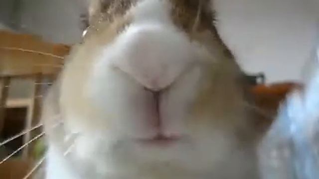 Милый кролик ест банан.