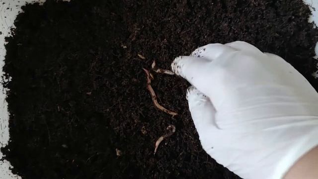 12 Компостный червь в квартире. Мальки в контейнере. Количество калифорнийцев растет! смотреть онлайн