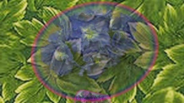 ***ФИАЛКИ КОМНАТНЫЕ*** смотреть онлайн