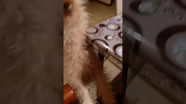 Фокстерьер Ада рассказывает 😂 (май 2023 года). смотреть онлайн