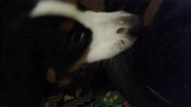 Лабрадор и бернский зенненхунд смотреть онлайн