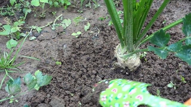 СЕЛЬДЕРЕЙ корневой хорошо растет. Тонкости ухода. (78 20.07.16) смотреть онлайн