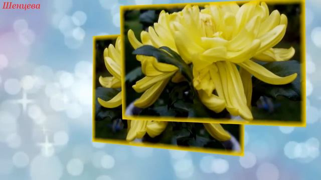 Фотоколлаж "Цветы" Красота цветов с такой же красивой мелодией Сергея Чекалина! смотреть онлайн