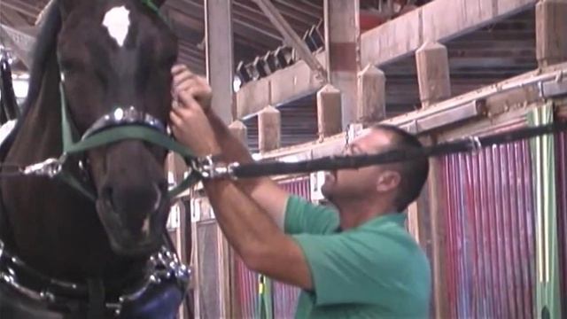 percheron preparation смотреть онлайн