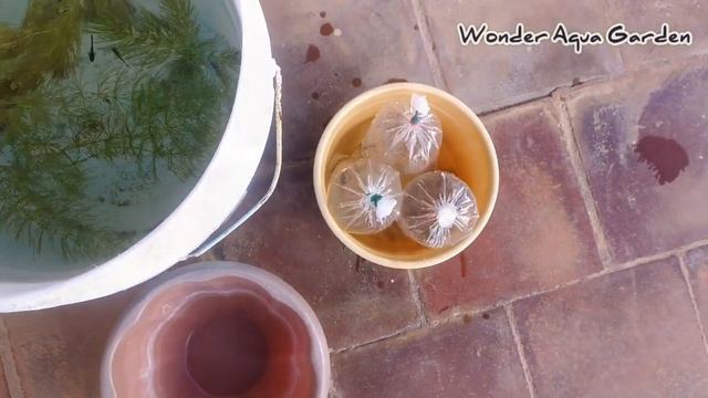 Unboxing Some Platy Fishes from JP Fish Farm | தமிழ் | Wonder Aqua Garden смотреть онлайн