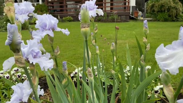 Сортовые ирисы в моем садике. смотреть онлайн