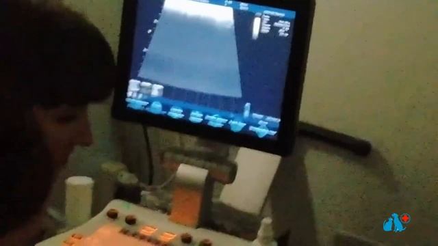 УЗИ змеи смотреть онлайн