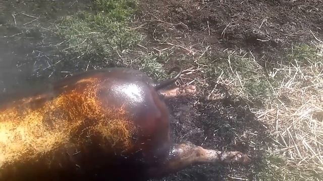 как мы смалим и моем кабанна смотреть онлайн