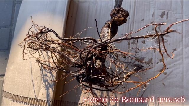 Бактериальный рак роз! Чем лечить? Как предотвратить рак? Показываю рак розы на штамбе из Русрозы?