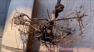 Бактериальный рак роз! Чем лечить? Как предотвратить рак? Показываю рак розы на штамбе из Русрозы?