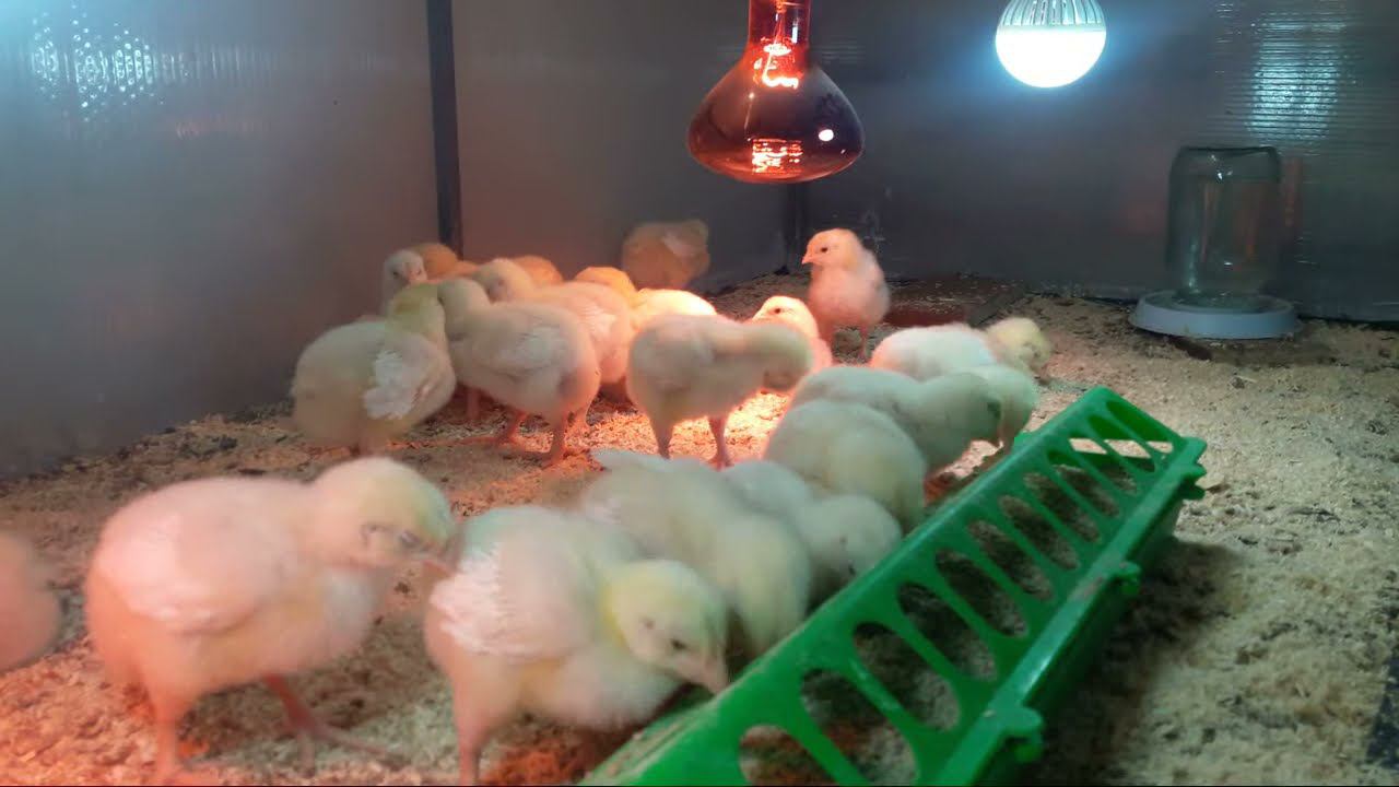 Цыплята Kobb 500 Утренний эфир седьмого дня Признаки поноса исчезли смотреть онлайн