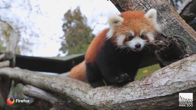 Red Panda Cubs — Firefox + Woodland Park Zoo смотреть онлайн