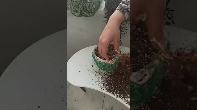 Crassula Springtime Bakımı ?