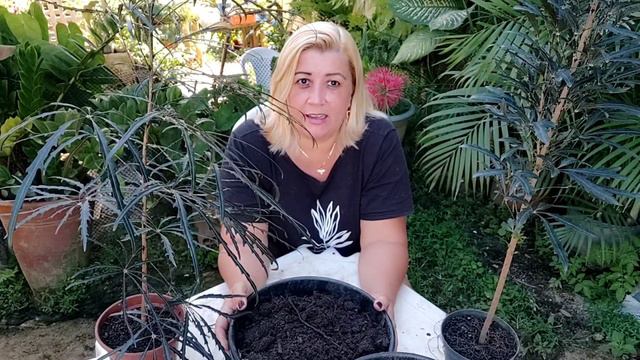 Arália - vem saber tudo sobre essa planta de família vasta - Plerandra elegantissima смотреть онлайн