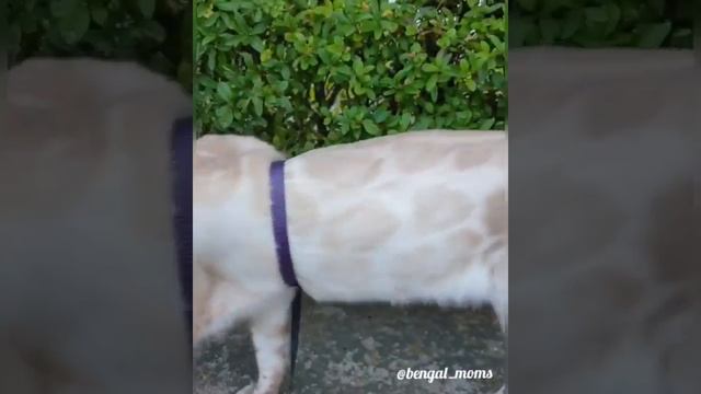Bengal.Snow seal lynx.Бенгал.Бенгальские котята.Интересные истории.Приколы.Deckkater. смотреть онлайн