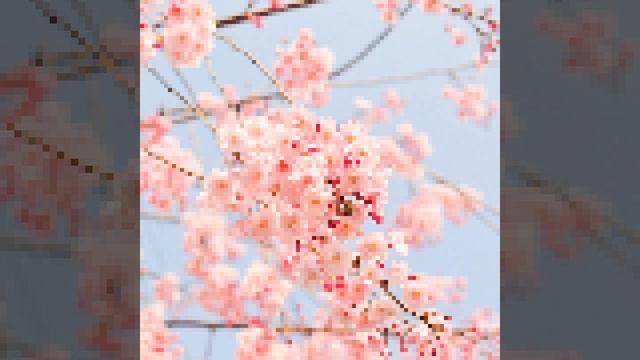 Cherry Blossom смотреть онлайн