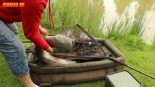 рыбалка карп,сом, или сазан? озеро кишит сомом смотреть онлайн