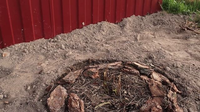 Наша любимая Дача. Жимолость. Туи. Посадила цветы. Кролики у бабушки. смотреть онлайн