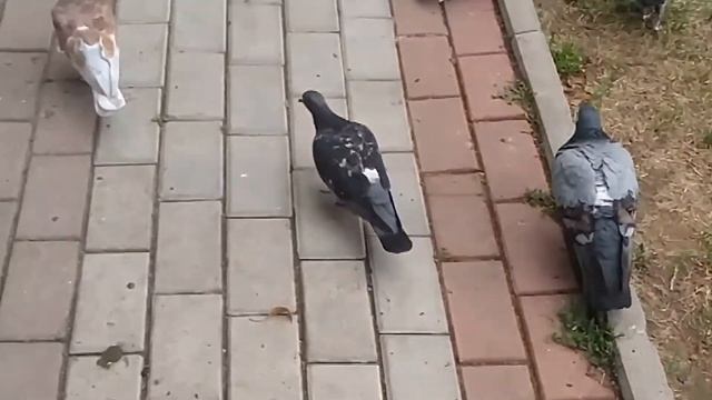 Люди построили для уток домики из дерева смотреть онлайн