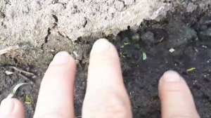 Морковь взошла!!!  12 дней под пленкой!!!