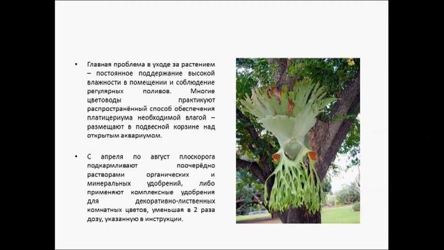 ПЛАТИЦЕРИУМ