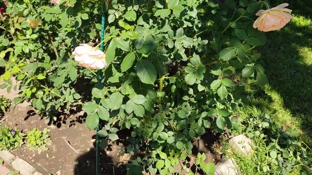 Обрезаю розы. Какие удобрения буду использовать для подкормки роз после обрезки. смотреть онлайн