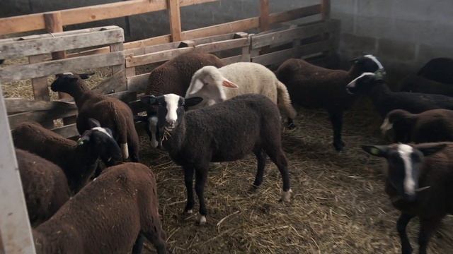 Овцеводство. Скрещивание, гибриды. смотреть онлайн