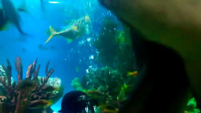 Кормление акул в петербургском океанариуме смотреть онлайн