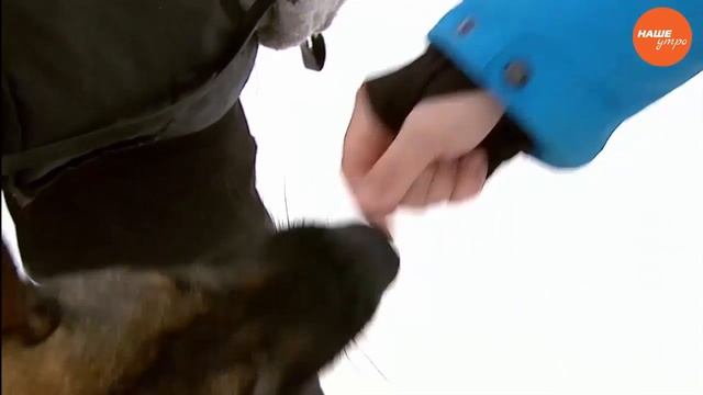 Приучаем собаку не брать еду у чужих смотреть онлайн