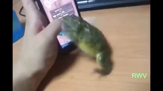 ЕМ ЯДОВИТУЮ ЖАБУ вместо лягушачьих лапок смотреть онлайн