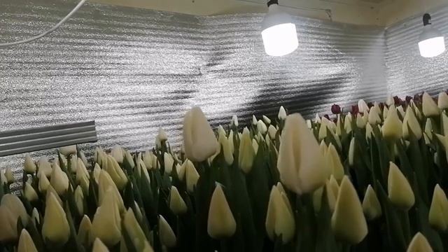 Выгонка тюльпанов к 8 марта 2023г смотреть онлайн