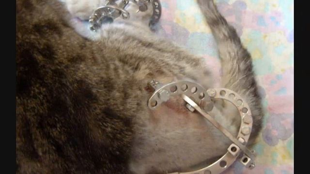 Перелом таза и задней лапы у кота смотреть онлайн