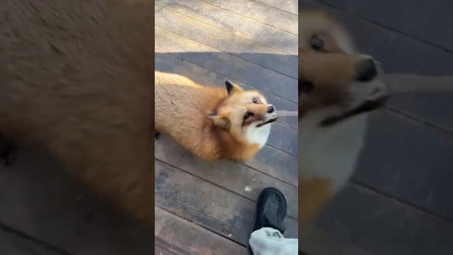 Ли Сяо / Alice The Fox Лиса Алиса (У лисы терпенья нет!!)