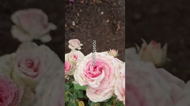 Mimi Eden Мими Эден @rose_bushes161 смотреть онлайн