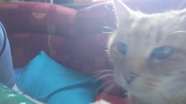 Motivierter KATER beim Videodreh! #SWTiervideos #6 | #katze #kater #cat #schnurren #miau #meow #ung смотреть онлайн