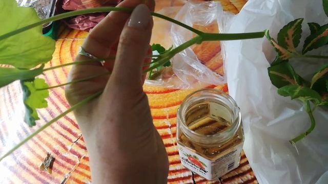 Кулёк черенков пустил корни. Выгонка тюльпанов к 8 Марта смотреть онлайн